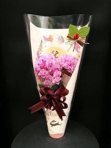 仅限上海6盆日本蝴蝶兰公司礼品花卉盆栽花束时令草本花卉